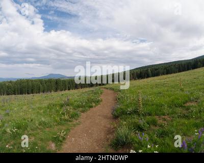 Worn hiking path going through a grassy field eventually entering a forest. Stock Photo