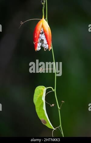 Lacewing Vine (Adenia heterophylla) dehiscing ripe fruit with seeds. March 2022. Cow Bay. Daintree National Park. Queensland. Australia. Stock Photo