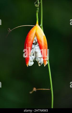 Lacewing Vine (Adenia heterophylla) dehiscing ripe fruit with seeds. March 2022. Cow Bay. Daintree National Park. Queensland. Australia. Stock Photo