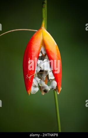 Lacewing Vine (Adenia heterophylla) dehiscing ripe fruit with seeds. March 2022. Cow Bay. Daintree National Park. Queensland. Australia. Stock Photo