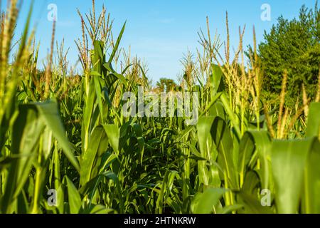 Field with rows of young green corn on a blue background. Corn growing business on a private farm Stock Photo