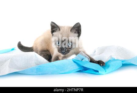 young kitten in front of white background Stock Photo