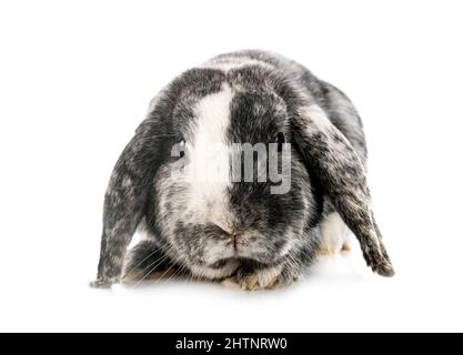 young Lop rabbit rhoen  in front of white background Stock Photo