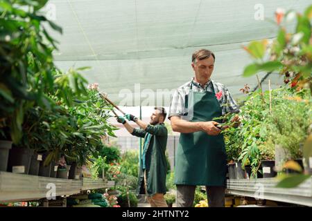 Man gardener taking care of roses in garden center Stock Photo