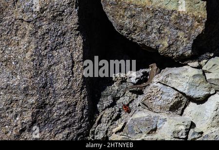 Little lizard reptile on the stone in sunny day Stock Photo