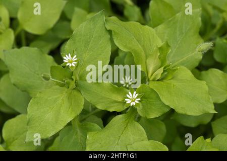 Chickweed (Stellaria media) acid green leaves and small white flowers on an annual weed, Berkshire, June Stock Photo