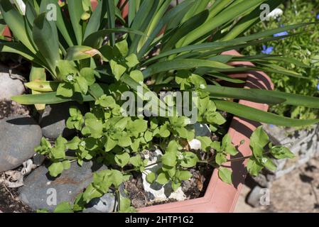 Chickweed (Stellaria media) acid green leaves and small white flowers on an annual weed in a garden container, Berkshire, June Stock Photo