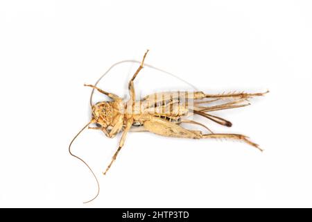 Eat bugs and eating insects as exotic cuisine and alternative high protein nutrition food as a cricket insect. Edible insects. Stock Photo