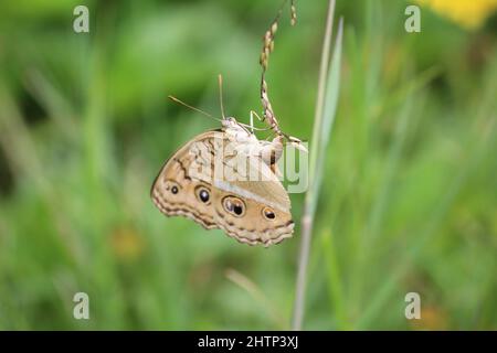 A orange butterfly laying eggs Stock Photo
