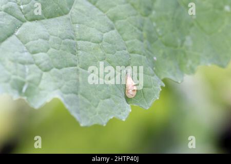 Aphids hunter - pupa of the hoverfly (Syrphidae) on Rapeseed leaf. Stock Photo