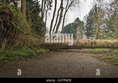 Large uprooted pine tree, fallen during storm Eunice in February 2022, blocking a footpath in Kralingse Bos forest in Rotterdam, The Netherlands Stock Photo