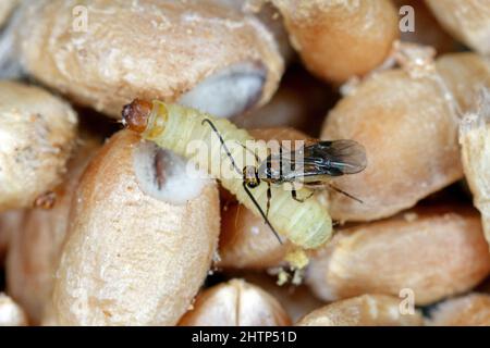 Habrobracon hebetor is a minute wasp of the family Braconidae that is an ectoparasitoid of Indianmeal moth (Plodia interpunctella). Stock Photo