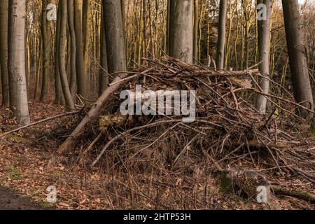 Branches and tree trunks are piled up on a pile of wood in the forest Stock Photo