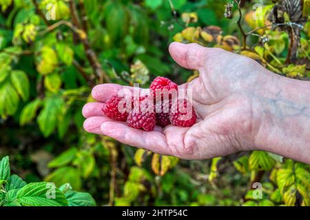 Woman holding in her hand fruit picked from raspberry canes in a Norfolk garden or allotment. Stock Photo