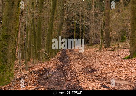 A sinister path in winter leads deep into the dark and menacing forest Stock Photo