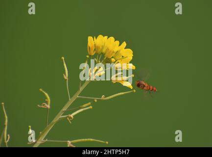 Hover fly is on the mustered flower Stock Photo