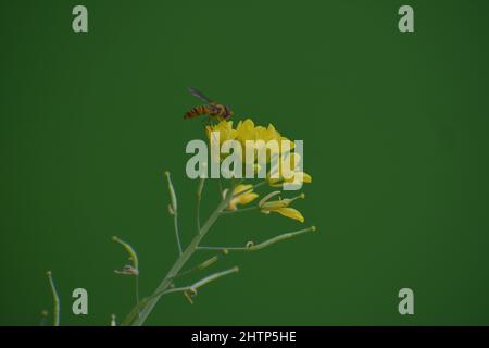 Hover fly is on the mustered flower Stock Photo