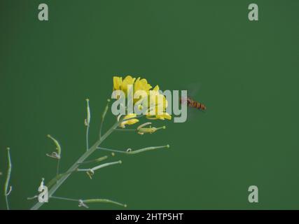 Hover fly is on the mustered flower Stock Photo