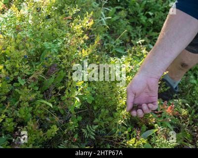 A male hand picking up wild blueberries on a bush in a wild swedish forest in sunlight Stock Photo