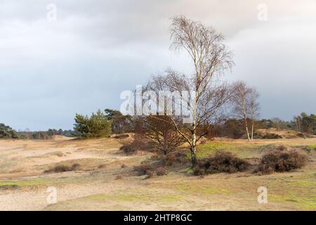A silver birch tree (betula pendula) stands in the sandy hills of Kootwijkerzand at the Veluwe in the Netherlands. Stock Photo