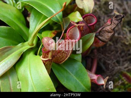 Nepenthes alata, carnivorous plant feeds on insects Stock Photo