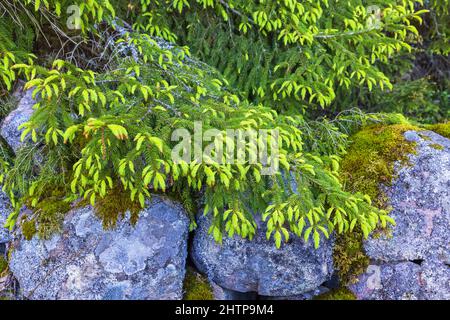 Budding Spruce tree by a stone wall Stock Photo