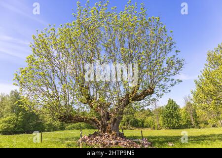 Pollard old tree on a sunny meadow Stock Photo