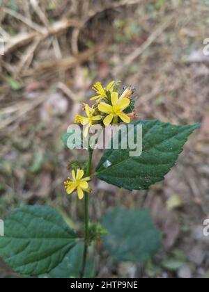 Triumfetta rhomboidea. Triumfetta is a genus of plants in the family Malvaceae. Triumfetta Stock Photo