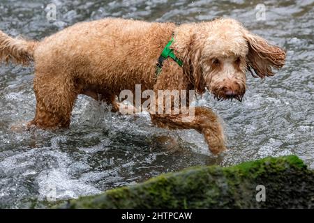 Dogs playing in a stream in woodland in Derbyshire UK Stock Photo