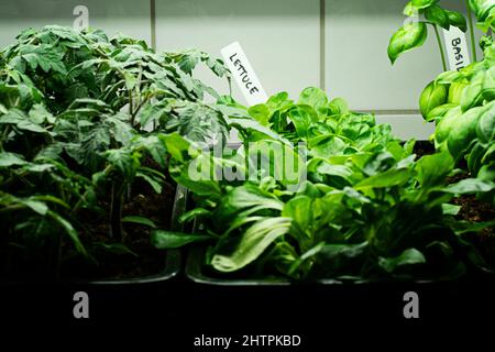 Fresh basil, green lettuce and young tomato plants growing under led lights indoors. Concept of indoor herb and vegetable garden with grow lights. Stock Photo