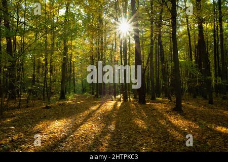 Sunlight and fallen leaves in the autumn forest Stock Photo