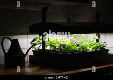 Watering can and indoor herb and vegetable garden. Organic basil herb, green lettuce, young tomato and pepper plants growing under led lights indoors. Stock Photo