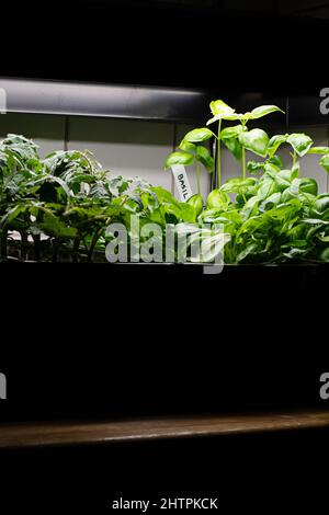 Growing vegetables indoors with grow lights. Fresh basil, lettuce, and tomato plants growing indoors in pots under led lights. Stock Photo
