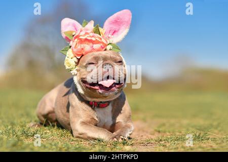 French Bulldog dog dressed up with Easter rabbit ears headband with flowers Stock Photo