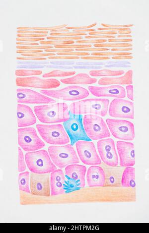 Human skin structure showing skin layers, hair and sweat gland. Handdrawn illustration with color pencils Stock Photo