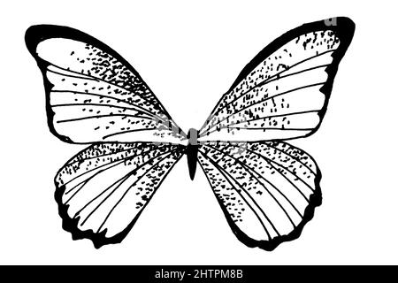 Handdrawn illustration of butterfly, black ink pen Stock Photo