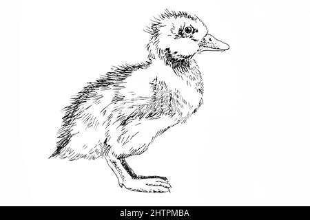 Handdrawn illustration of duck, black ink pen Stock Photo