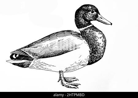 Handdrawn illustration of duck, black ink pen Stock Photo
