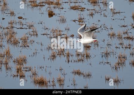 Black Headed Gull in non breeding plumage flying over a marsh at Frampton Marsh RSPB Reserve Lincolnshire Stock Photo