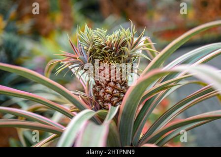 Young pineapple plant naturally growing on plantation Stock Photo