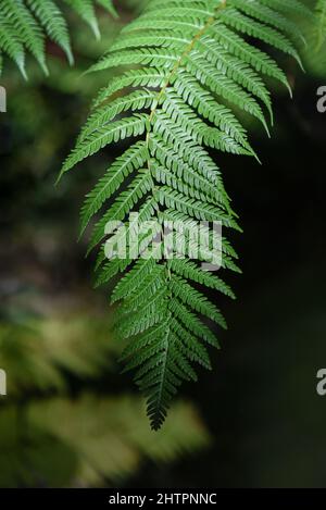 Close up fern leaf image in vertical orientation Stock Photo