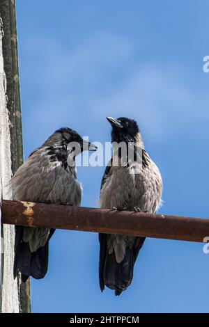 Two crows are talking sitting on a chimney against the blue sky Stock Photo