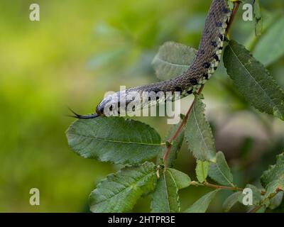 Grass Snake Climbing up a Bush Stock Photo