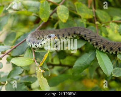 Grass Snake Climbing up a Bush Stock Photo