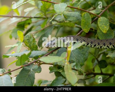 Grass Snake Climbing up a Bush Stock Photo