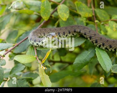 Grass Snake Climbing up a Bush Stock Photo