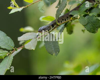 Grass Snake Climbing up a Bush Stock Photo