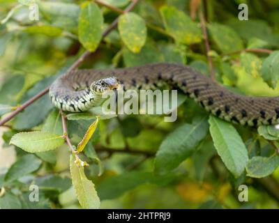 Grass Snake Climbing up a Bush Stock Photo