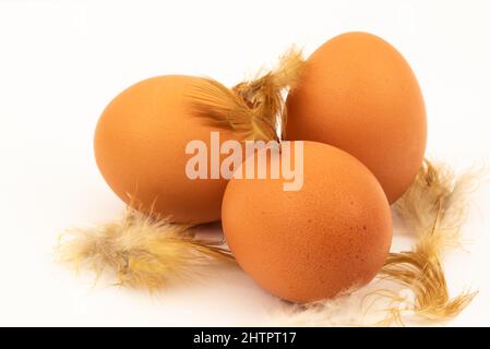The Netherlands, February 2022. A carton of eggs with feathers on a white background. High quality photo Stock Photo