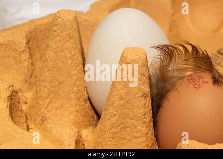 The Netherlands, February 2022. A carton of eggs with feathers on a white background. High quality photo Stock Photo